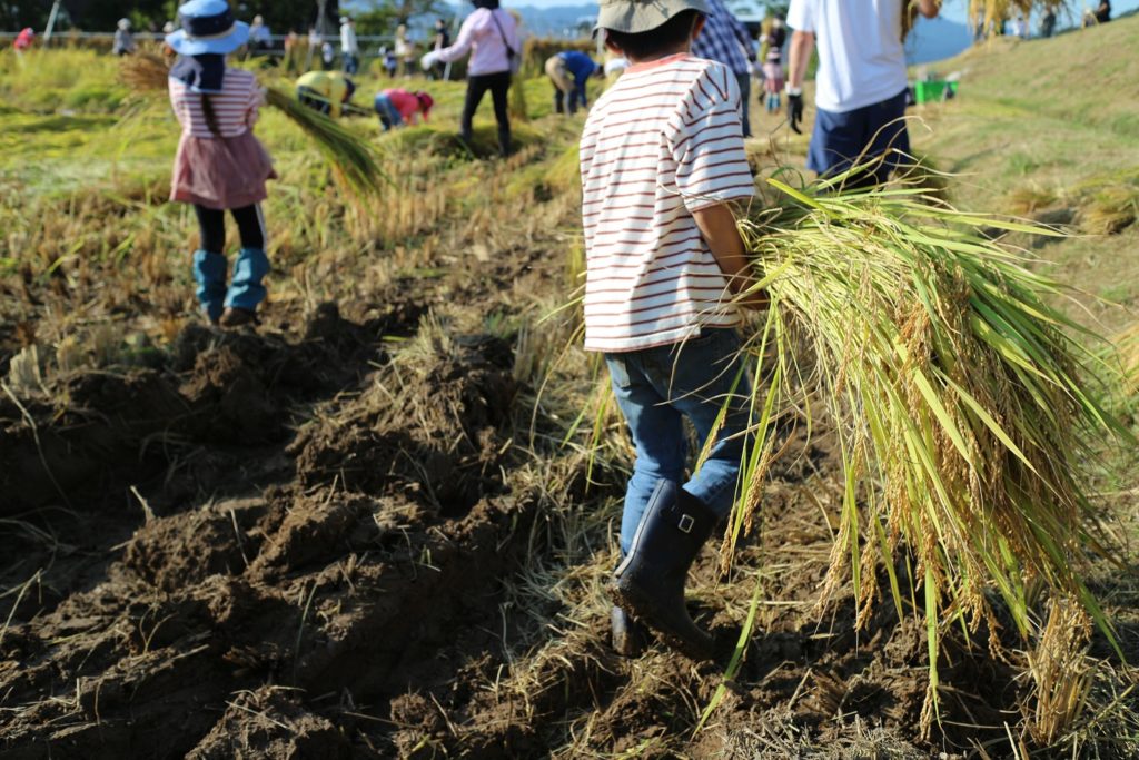 新潟の稲作文化を体験しよう！自分の手で稲を植える「稲刈り体験」
